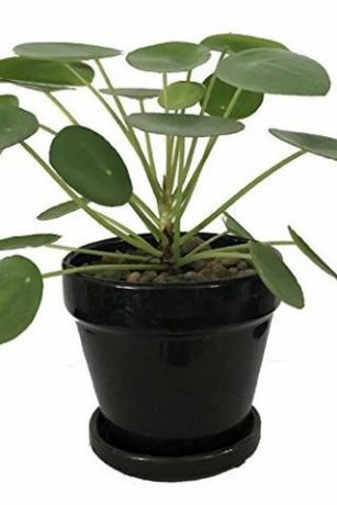 Pilea peperomioides, pot van 4 inch