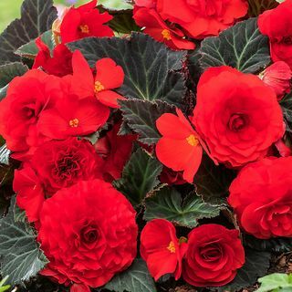 Begonia Mocca Red Summer Perkplant 17cm, Pak van 2