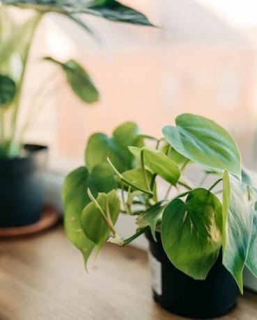 ingemaakte groene planten op raam