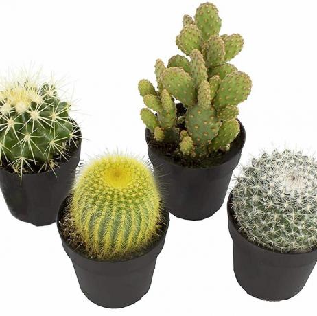 Cactusplanten, 4-pack