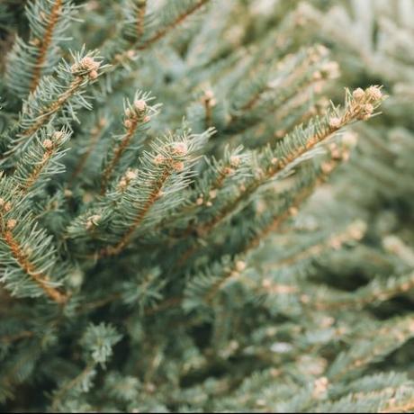 natuurlijke kerstbomen in een boerderijmarkt close-up op een dennentak selectieve focus, kopieer ruimte