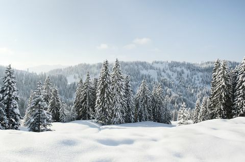 Met sneeuw bedekt landschap en evergreens in Duitsland