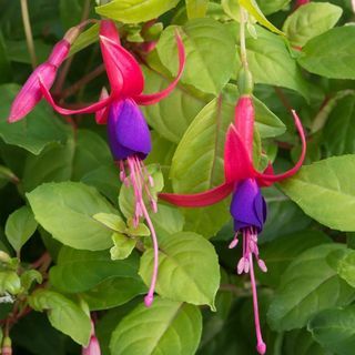 Fuchsia 'Genii'