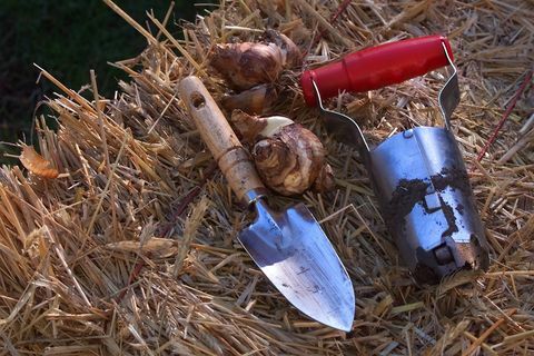 minneapolis, mn, dinsdag 92399 bloembollen planten en tuinwerkzaamheden in het late seizoen, een echt teken van herfst dit verhaal is onze jaarlijkse lijst met herfstklussen in huis en rond het huis en de tuin. had het over een omslagfoto met herfstklussen, misschien een stapel bladeren met een kind en een hond, misschien een vleugje hark of misschien een pompoen op een baal stro om te gebruiken voor het mulchen van de tuin, of misschien een paar stormramen gestapeld om te worden gewassen om te worden gemonteerd, we hebben een bos donkergroene stormramen gekregen die op mijn huisfoto konden worden geschoten door Bruce Bispingstar Tribune via getty afbeeldingen