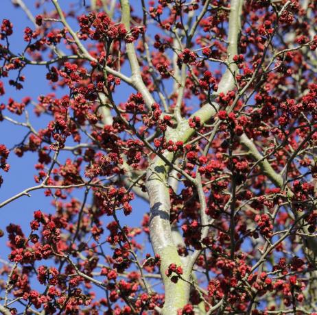 Perzisch ijzerhout, papegaaiia persica boom