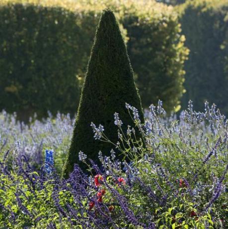 geknipte conische taxus taxus en lavendel lavandula, frankrijk