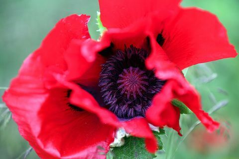 Een klaproos op de Chelsea Flower Show, 2015