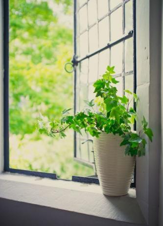 Groene klimop plant zat door open glas in lood raam