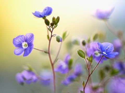 RHS Fotografische Competitie 2017 Categorie Winnaars: Winnaar, Pure planten, Lente, Dianne Engels