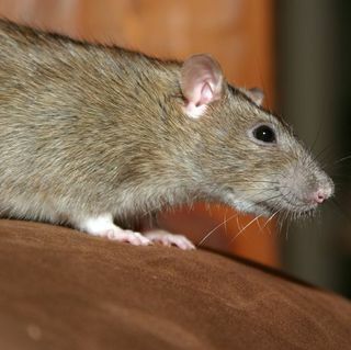 Rat