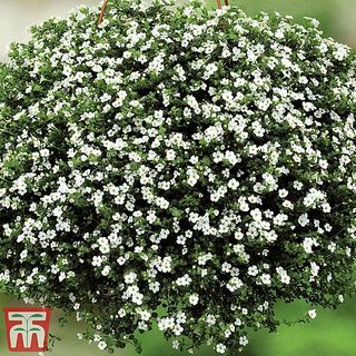 Bacopa 'Baristo® Sneeuwvlok'