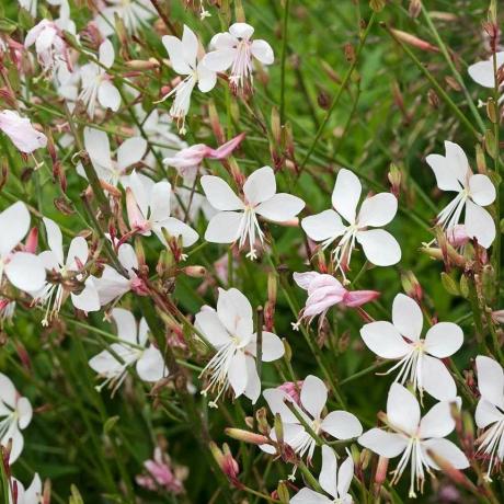 Gaura lindheimeri De Bruid - Plant 'Wervelende Vlinders'