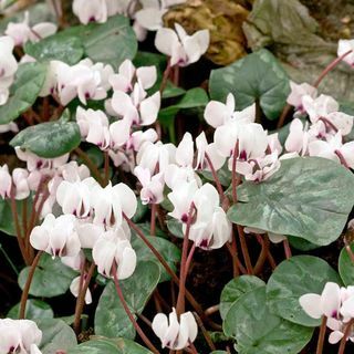 Cyclamen Bollen - coum Album