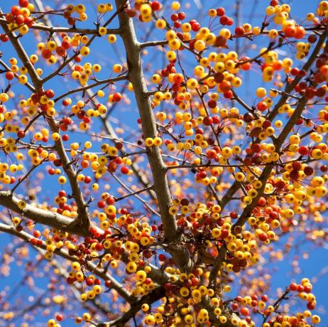 close-up van de talrijke kleine vruchten van de Japanse sierappelboom malus toringo in duitsland in de koude november, wanneer de boom al geen bladeren heeft