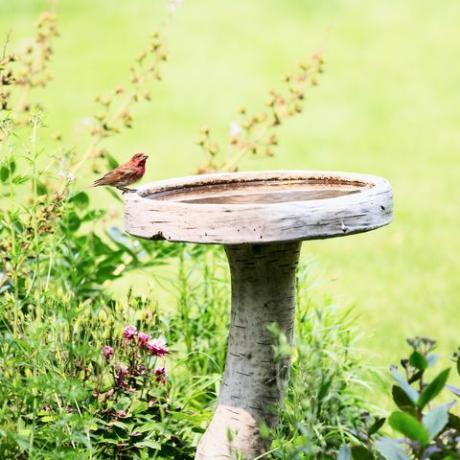tuintrends 2022 vogelbad, een rode mannetjesvink op een vogelbad in een bloementuin