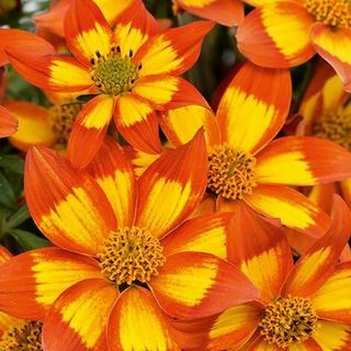 Bidens Hawaiian Flare-stekker x 12 "