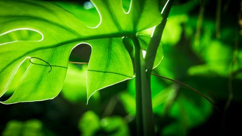 de groene planeet David Attenborough's vijfdelige plantenserie op BBC One