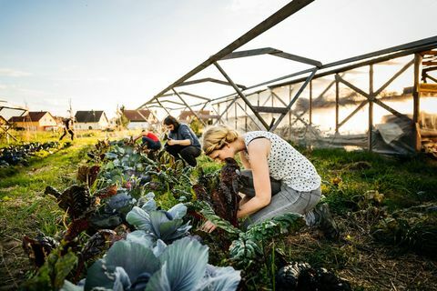 Stedelijke boeren oogsten rabarber uit klein organisch gewas