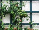 Beste fruitbomen voor kleine tuinen