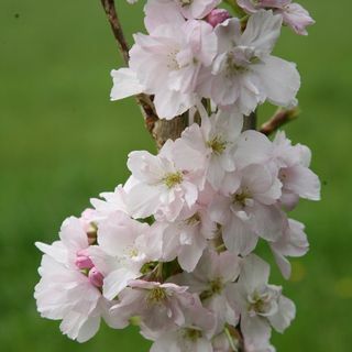 Prunus 'Amanogawa' Japanse bloeiende kers