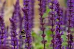 6 manieren om tuin en planten te beschermen bij warm weer