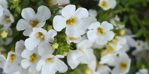 sier bacopa bloemen latijnse naam chaenostoma cordatum