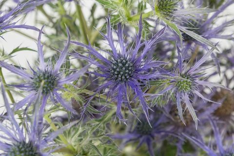 Eryngium 'Blue Waves' - Chelsea Flower Show - plant van het jaar 2018 tweede