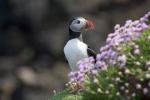 De Scottish Wildlife Trust is op zoek naar iemand om op dit prachtige afgelegen eiland te wonen