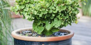 jpwmwj ginkgo 'mariken' in pot