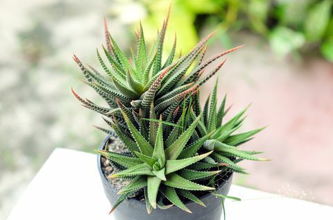 Kleine cactus in pot, vetplanten of cactus