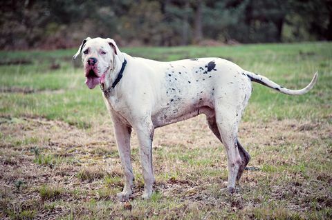 Great Dane buiten