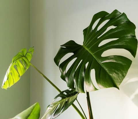 close-up van groot blad van monstera deliciosa palm in helder verlichte orkaan of Zwitserse kaasplant