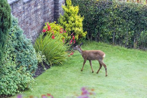 Een ree dat op een struik in een tuin weidt