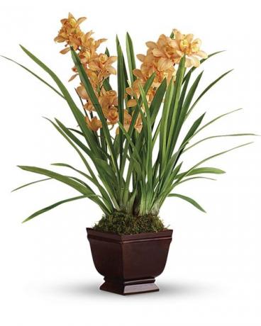 oranje cymbidium orchidee