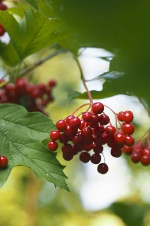 Guelder rose - Europese cranberrystruik