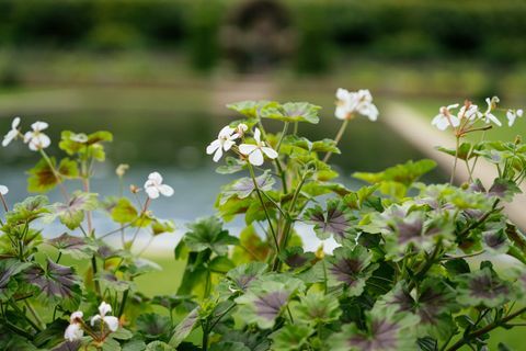 nieuw ontwerp voor de verzonken tuin bij Kensington Palace