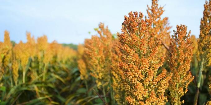 landbouw volwassen oogst klaar oogst van graan sorghum milo nabij greenwood, mississippi, VS