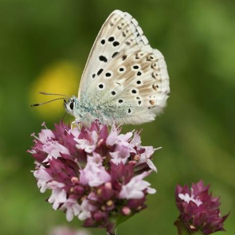 een prachtige mannelijke krijtheuvel blauwe vlinder polyommatus coridon die op een marjoleinbloem nectar