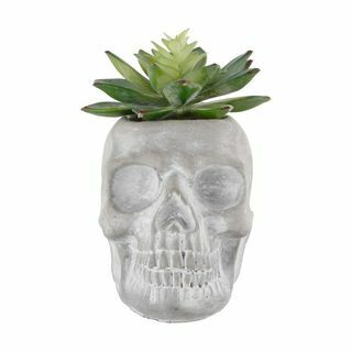 Grijze cement schedel succulent