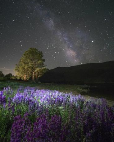 Lupin Wildflowers Blooming en The Milky Way Booming