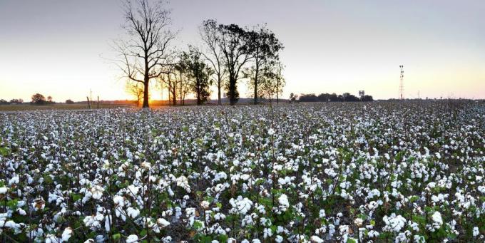 katoenveld, Clarksdale, Mississippi