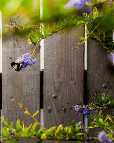 creëer een huisdiervriendelijke tuin