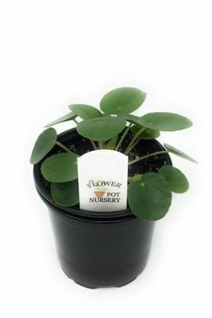 Pilea peperomioides, pot van 4 inch