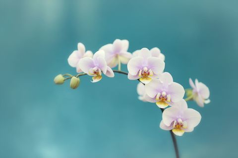 Verse witte orchideeën tegen met turkooise blauwe achtergrond.