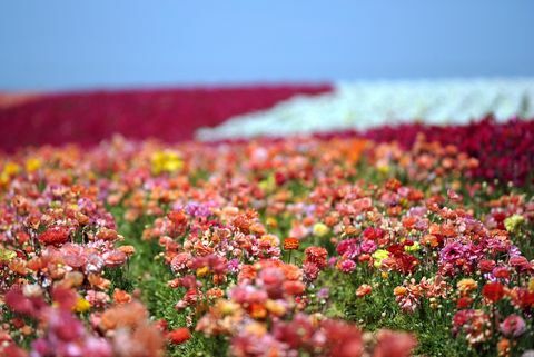 Carlsbad, Californië