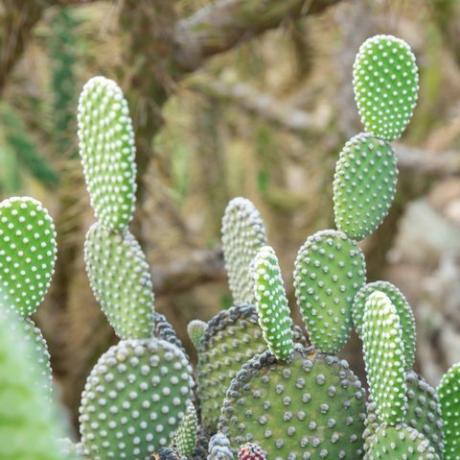 opuntia microdasys albida cactus in een cactustuin, ook wel engelenvleugels, konijnenorencactus, konijnencactus of polka dot cactus genoemd