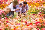 Waarom je de bloemenvelden van Carlsbad Ranch zou moeten bezoeken