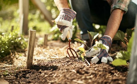 shot van een mannelijke boer die in een moestuin werkt