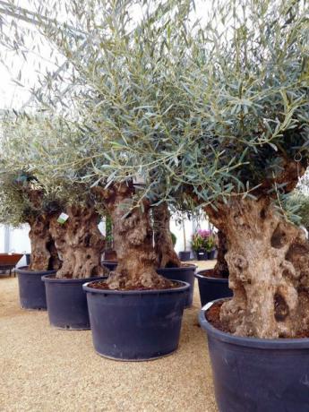 Knoestige-Hojiblanca-Bonsai-olijfboom