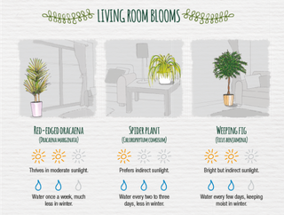 Cheatsheet voor planten in de woonkamer